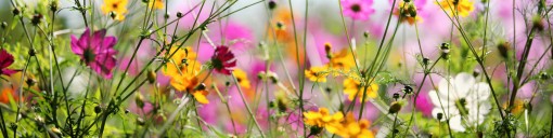 Native Wildflower Seeds in Bulk