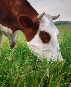 Hybrid Ryegrass Clover Mix For Cutting or Grazing