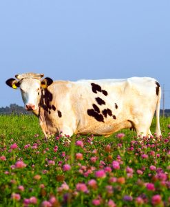 Red Clover Ryegrass Mix 3 Year Ley