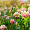 Red Clover Overseeding