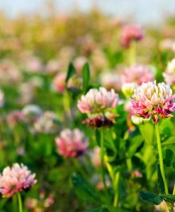 Red Clover Overseeding