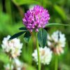 Mixed Red and White Clover Seed