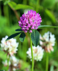 Mixed Red and White Clover Seed