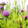 Red Clover Italian Ryegrass Silage Leys