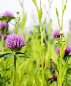 Red Clover Italian Ryegrass Silage Leys