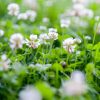 White Clover for Cutting