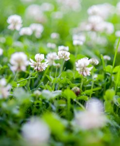 White Clover for Cutting