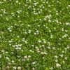 White Clover for Over Seeding Grazing