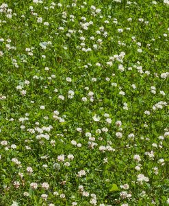 White Clover for Over Seeding Grazing