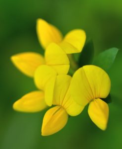 Wildflower Seed for Sandy Soil