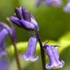 Wildflower Seed for Woodland Glade