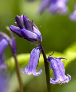 Wildflower Seed for Woodland Glade