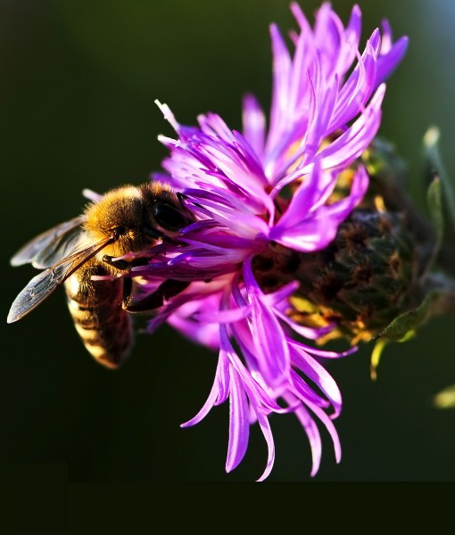 1Kg Wildflower Seed For Sandy Soil (Without Grass). GSSWFS4