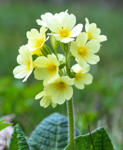 Wildflower Seed for Dry Soil