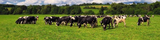 Agricultural Grass Leys For Cutting & Grazing