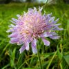 Wildflower Seed for Chalk Soil