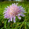BULK Wildflower Seed for Chalk Soil
