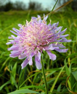 Wildflower Seed for Chalk Soil