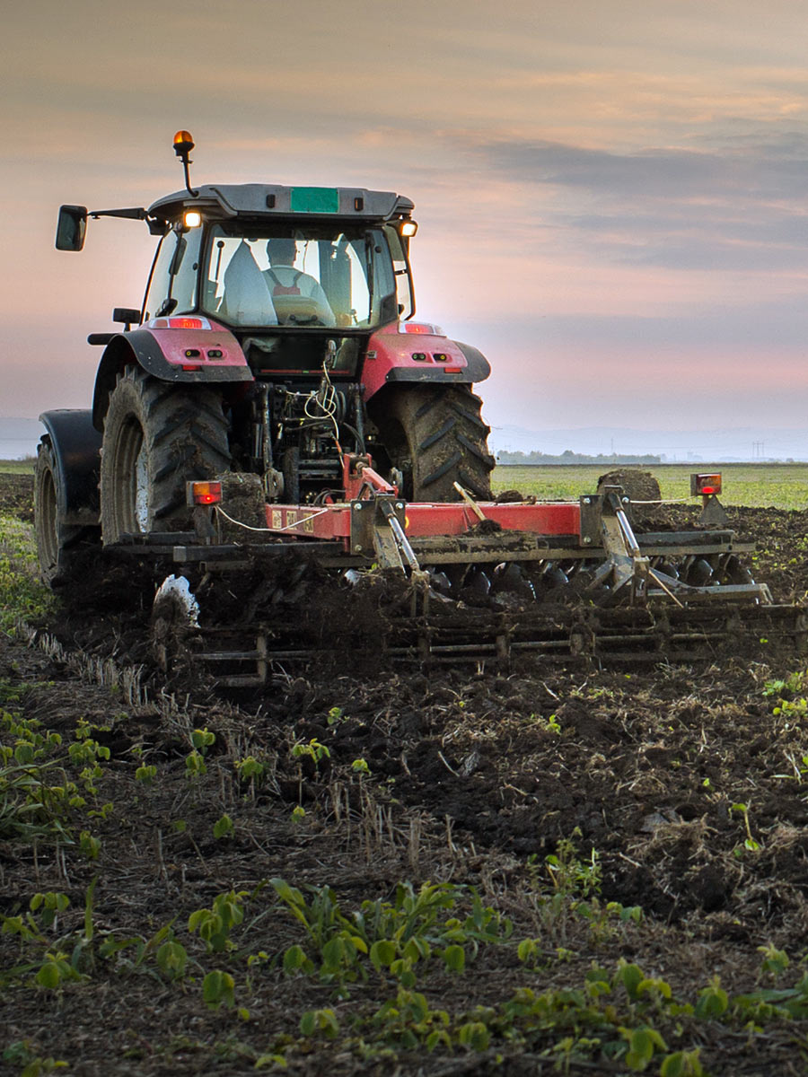 Agricultural Grass Seed For Cutting, Grazing & Over-seeding