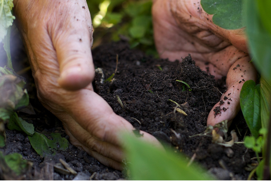 UK Green Manure Seed Supplier