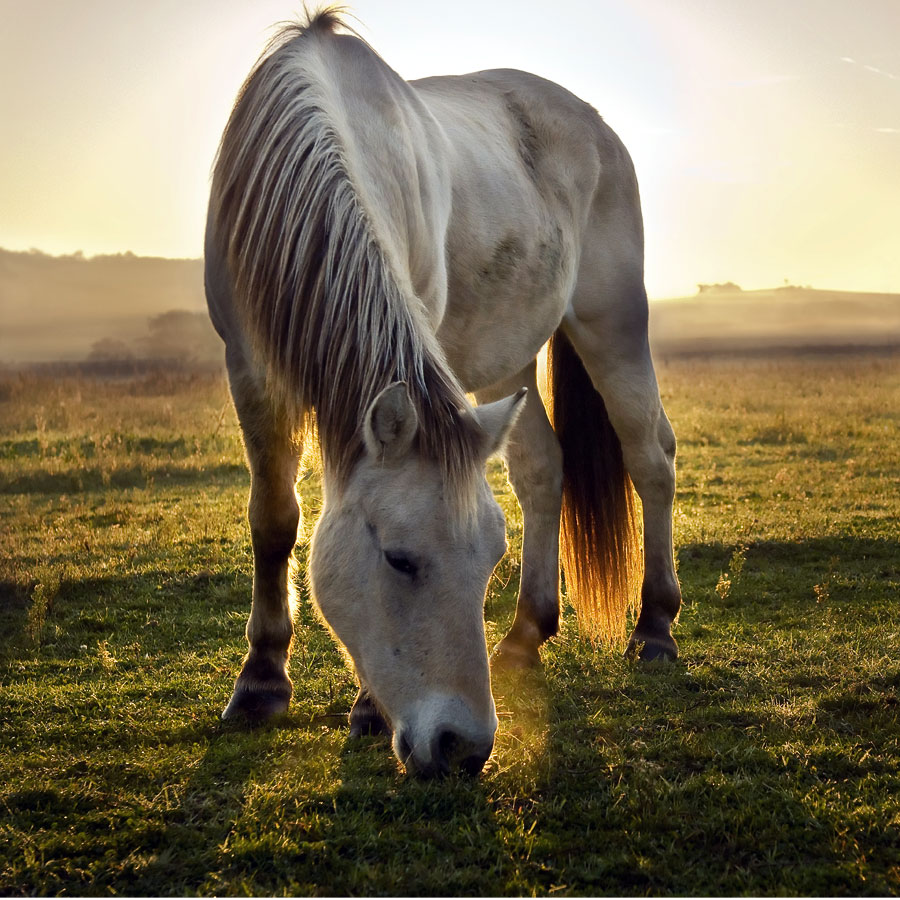 Horse Pasture Grass Seed Supplier