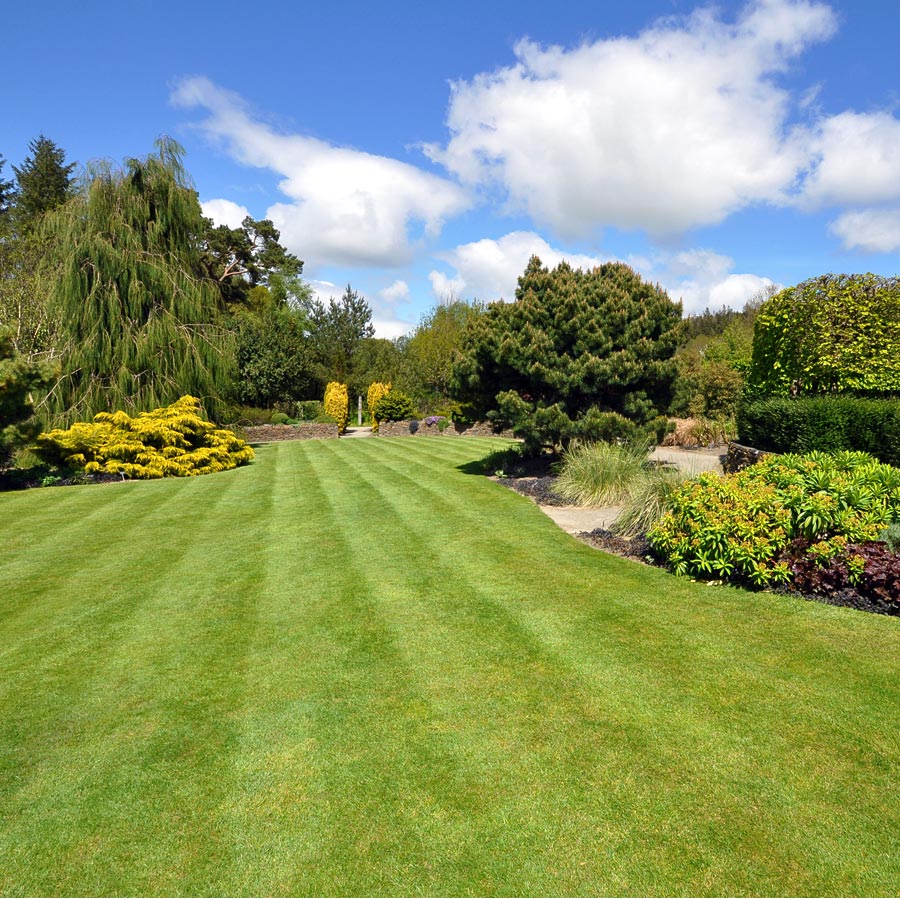 Lawn Seed Supplier