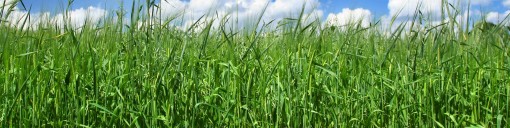 The Grass Seed Store