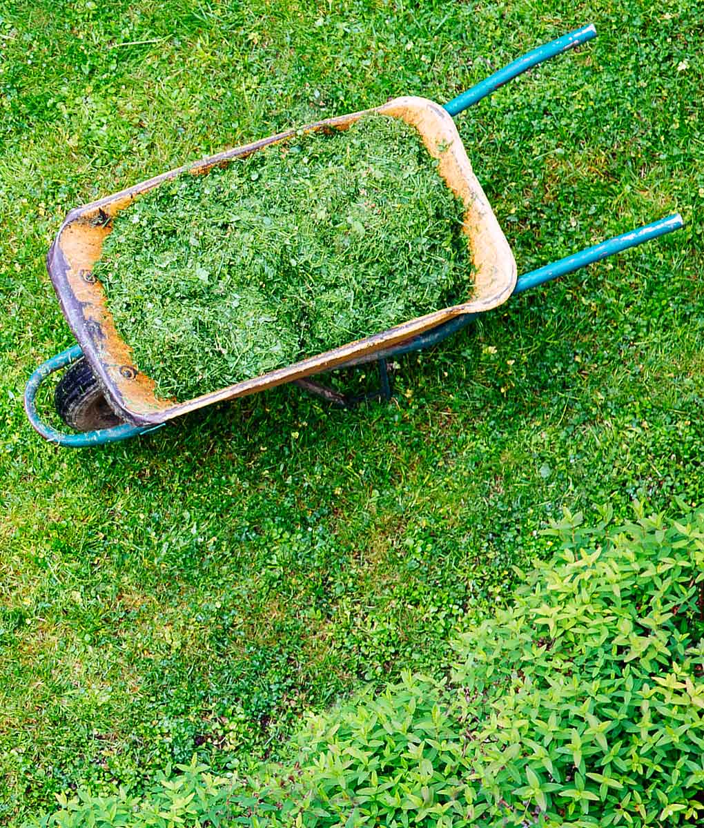 Cut Compost Green Manure Seed