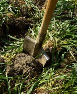 Italian Ryegrass Green Manure