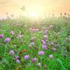 Red Clover Green Manure