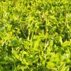 Mustard Phacelia Summer Green Manure