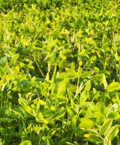 Mustard Phacelia Summer Green Manure