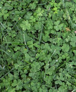 undersowing Intercropping Green Manure Seed