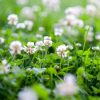 White Clover Green Manure Seed