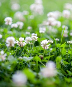 White Clover Green Manure Seed