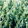 Hardy Winter Green Manure Hungarian Rye Vetch