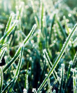 Hardy Winter Green Manure Hungarian Rye Vetch