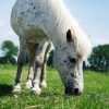 Quality Horse Pasture Seed
