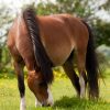 Equine Grazing Pasture Seed With Herbs