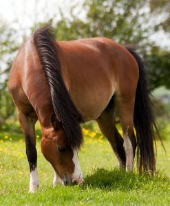 Equine Grazing Pasture Seed With Herbs