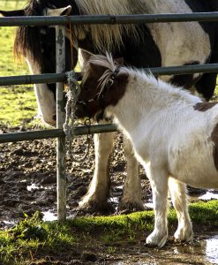 Equine Gateway Repair Seed