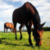Horse Pasture Seed For Clay Soil