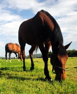 Horse Pasture Seed For Clay Soil