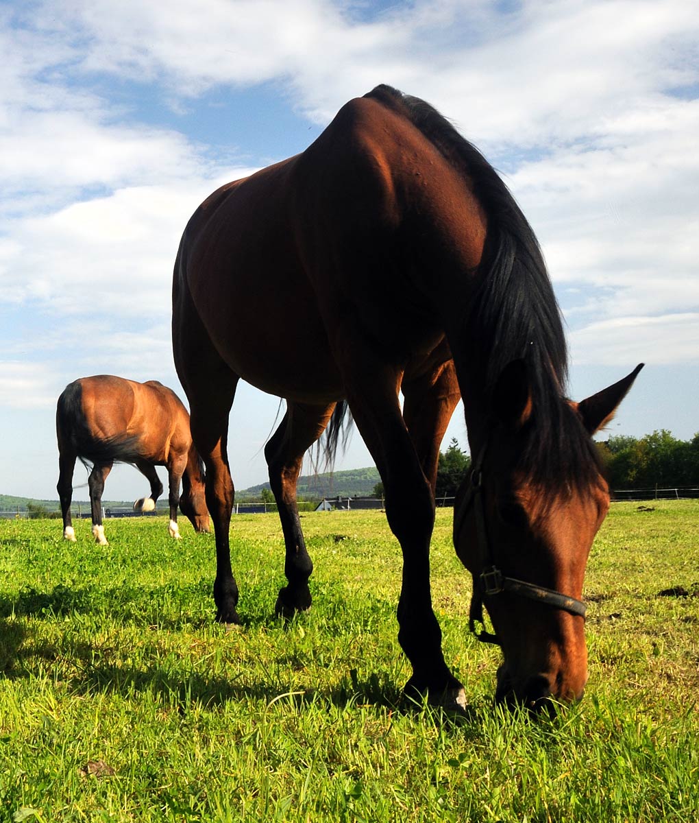 Equine Pasture Seed For Clay Soil