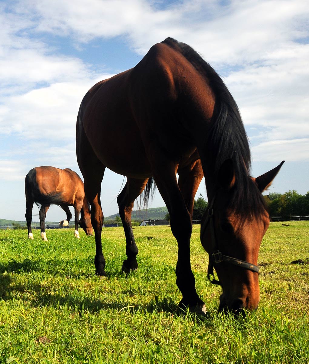 Pasture sales grass seed
