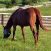 Drought Resistant Equine Pasture Seed For Dry Soil