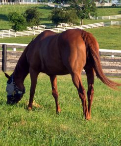 Drought Resistant Horse Pasture Seed For Dry Soil