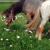 Horse Pasture Herb Seeds