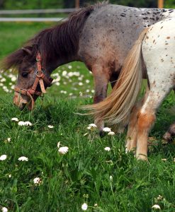 Horse Pasture Herb Seeds