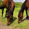 Horse Pasture Overseeding Seeds